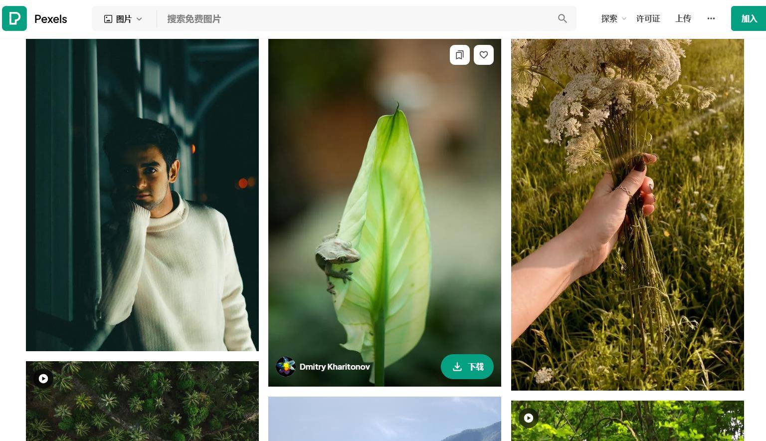 哪里下载动物纪录片视频素材？分享可以下载动物视频素材的网站