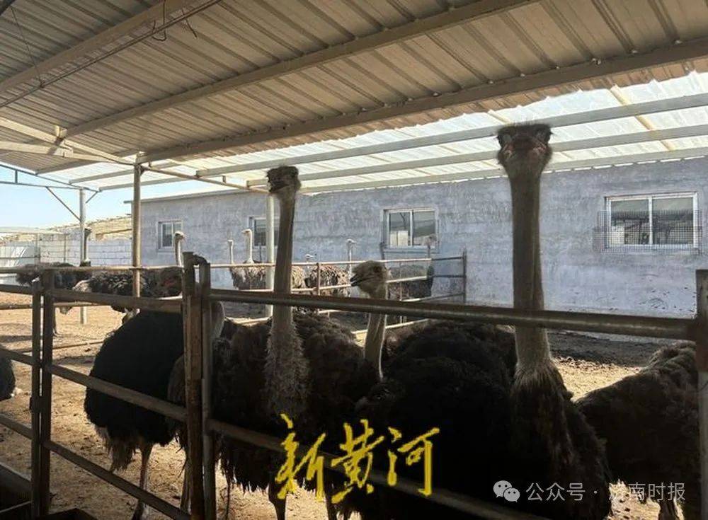 济南90后小伙，辞掉银行工作，回家养鸵鸟